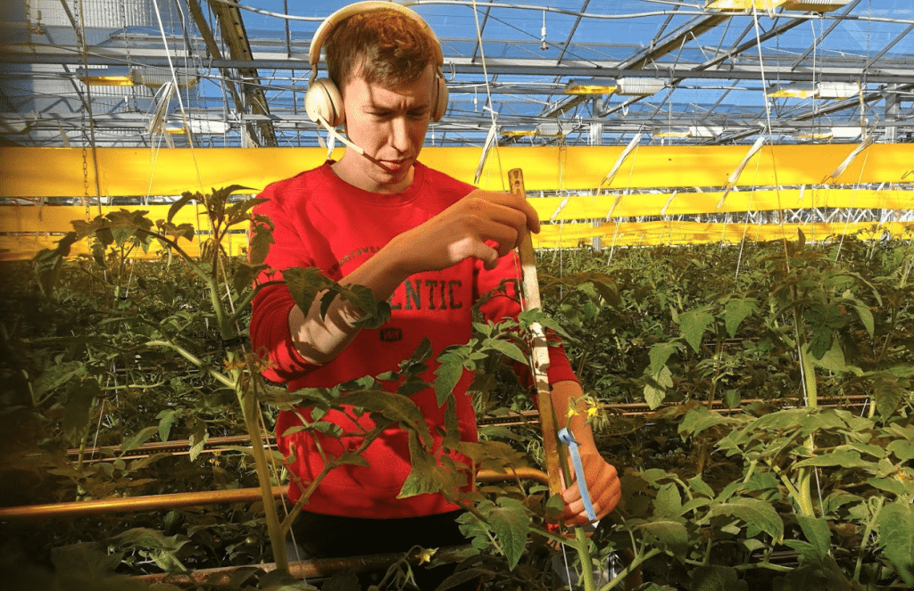 Mies on kasvihuoneessa ja mittaa kasvavia tomaatteja Nopteran avulla